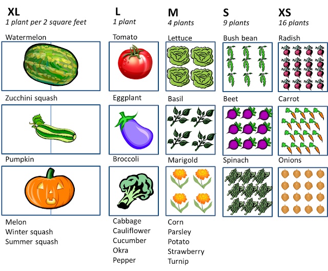 Vegetable plants per Square Foot via SnappyGardening – ecogreenlove