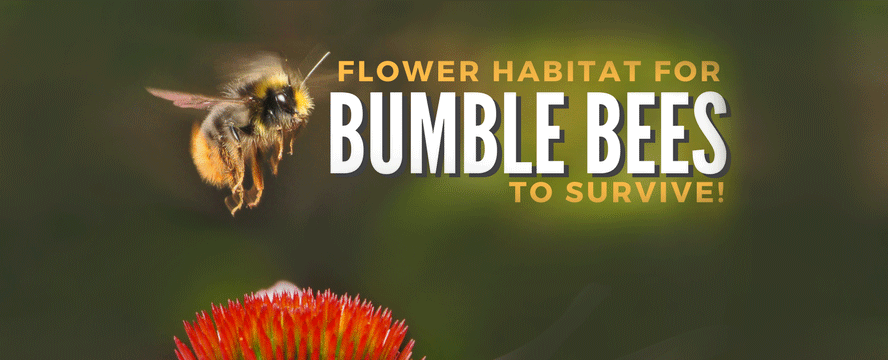 Flower habitat for Bumblebees to Survive! [Infographic]