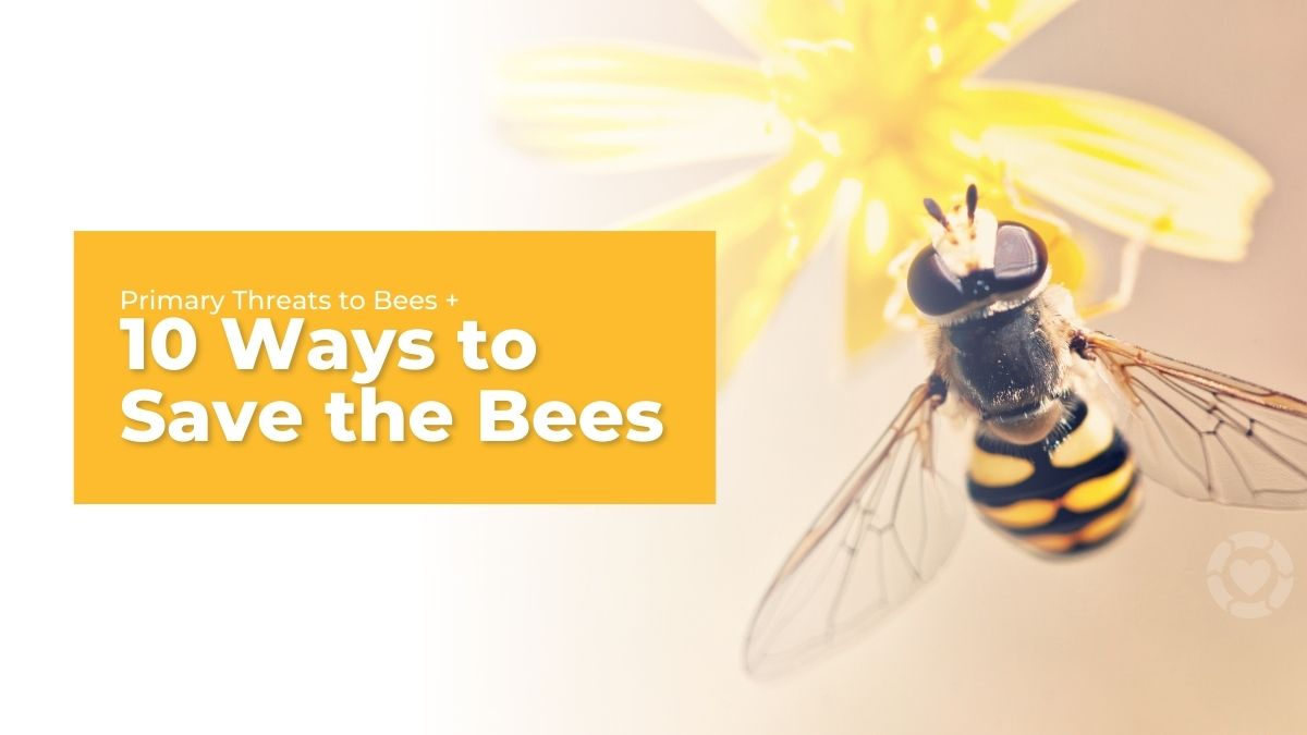 Primary Threats + 10 Ways to Save the Bees [Visuals] | ecogreenlove
