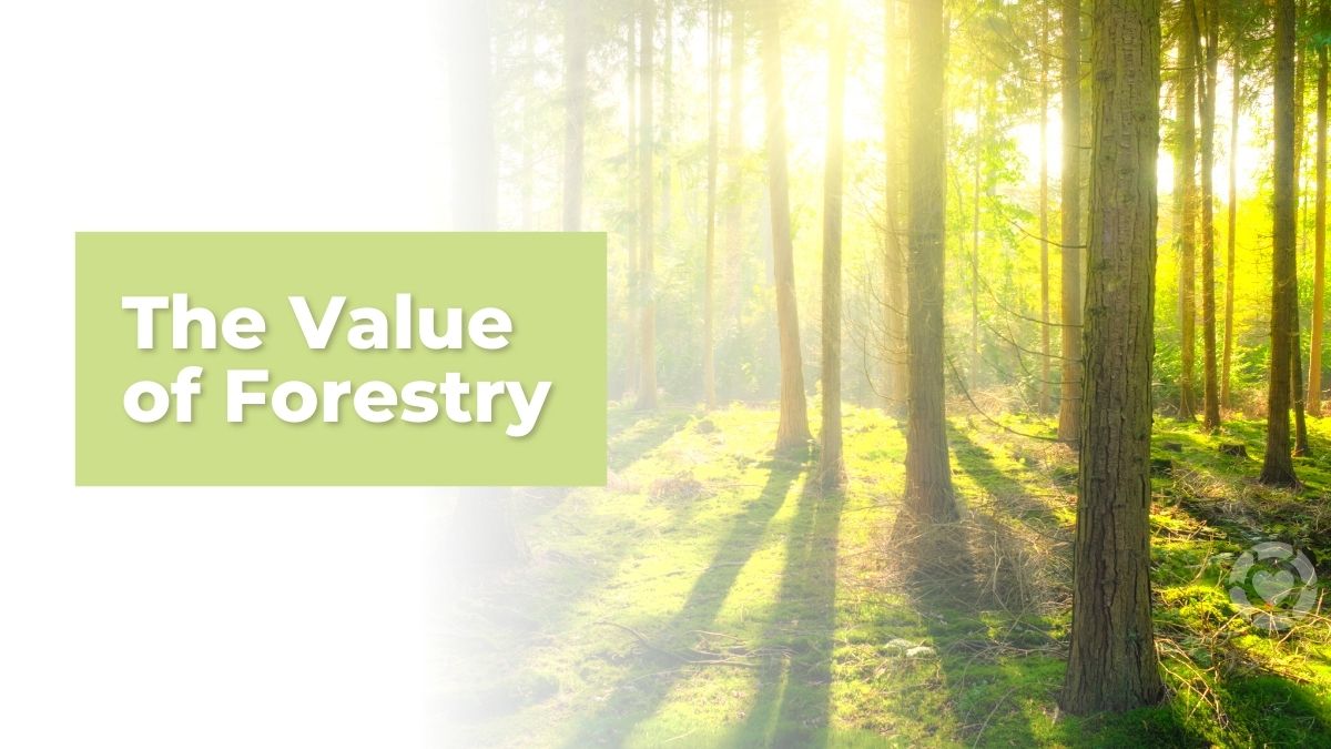 The Value of Forestry [Infographic] | ecogreenlove